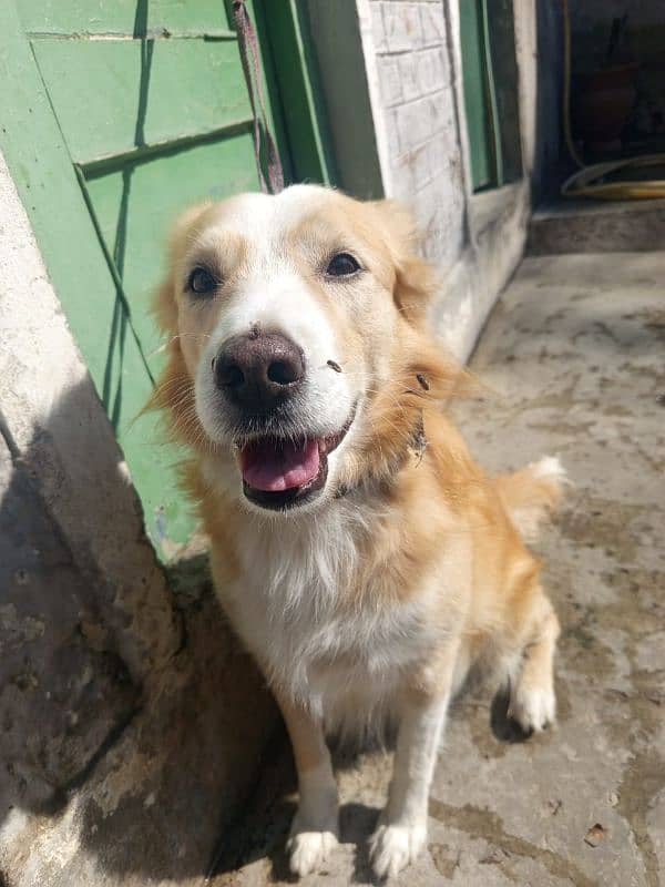 golden retriever male young and ready to Cross vaccine paper nahi ha 1