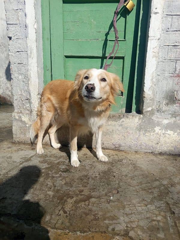 golden retriever male young and ready to Cross vaccine paper nahi ha 2