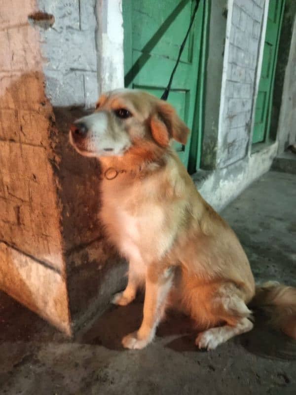 golden retriever male young and ready to Cross vaccine paper nahi ha 3