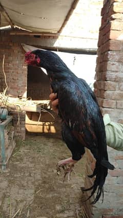 murga mainwali 1 breeder /murgiya 2 /chicks 5