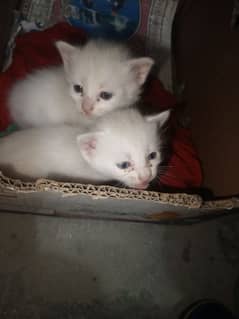 Persian kittens