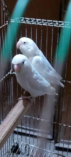 Love Bird Pair Available for Sale