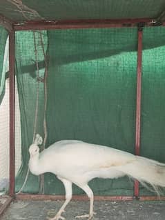 White Male Peacock