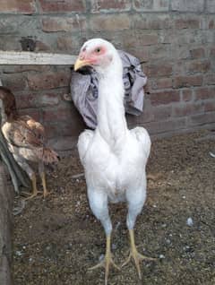 MashAllah top quality white shamo female for sale