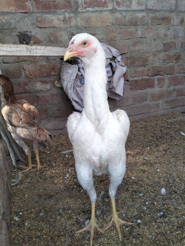 MashAllah top quality white shamo female for sale 0