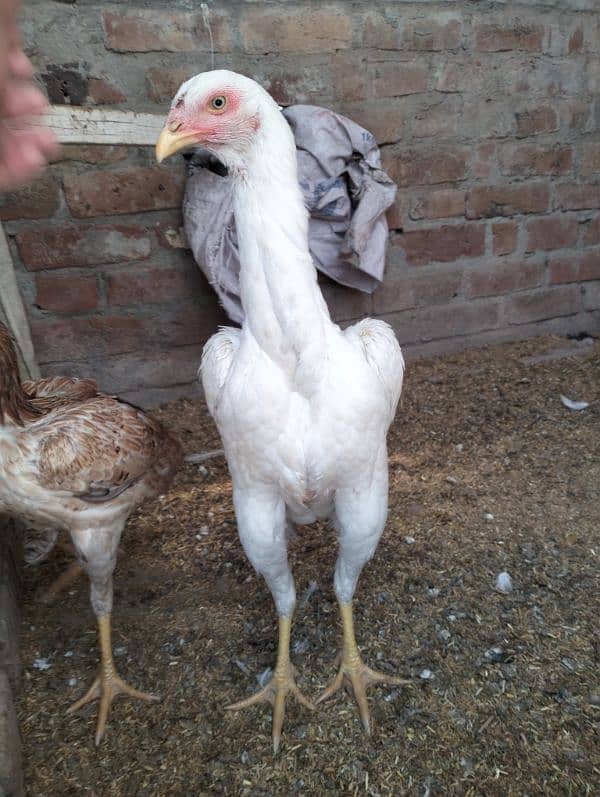 MashAllah top quality white shamo female for sale 1