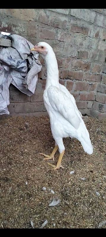 MashAllah top quality white shamo female for sale 2