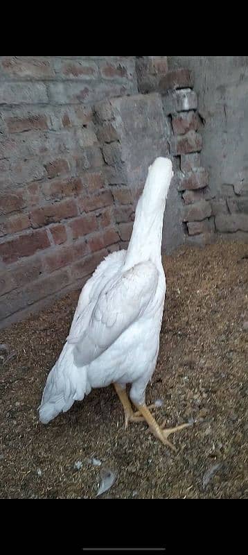 MashAllah top quality white shamo female for sale 3