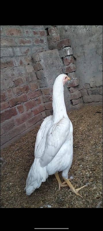 MashAllah top quality white shamo female for sale 4