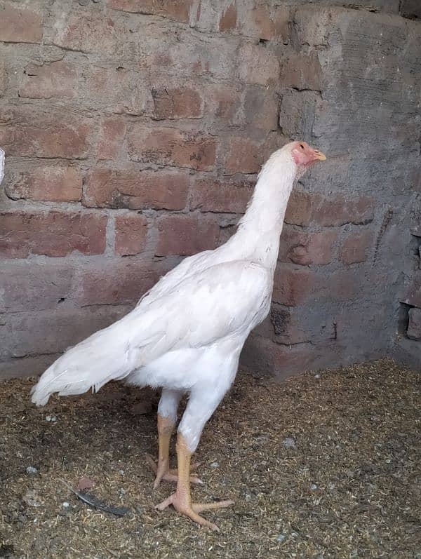 MashAllah top quality white shamo female for sale 5