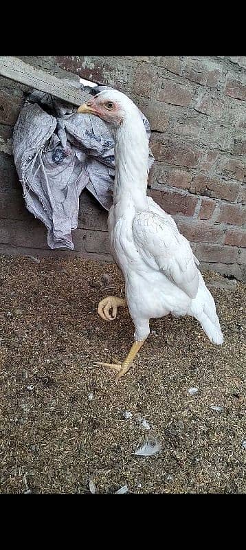 MashAllah top quality white shamo female for sale 6