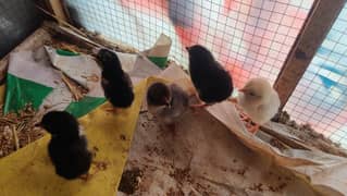 Aseel chicks 10 Days old