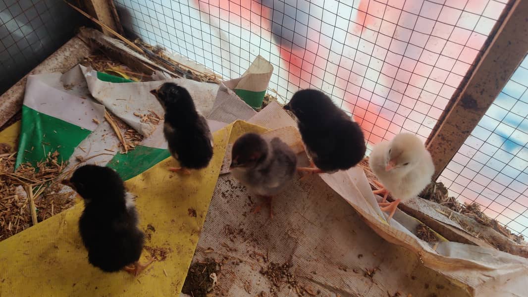 Aseel chicks 10 Days old 1