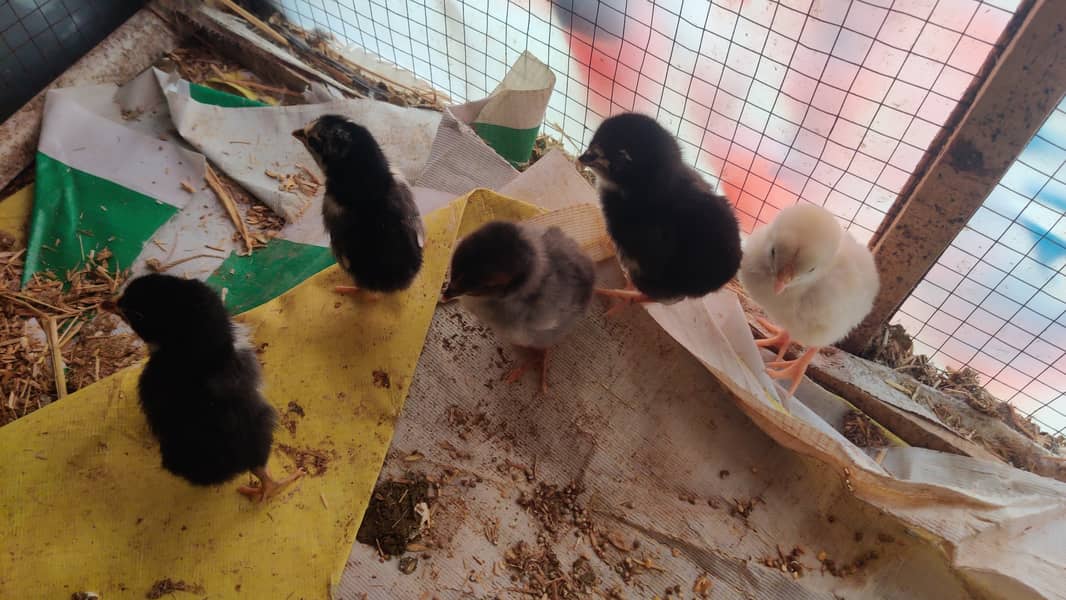 Aseel chicks 10 Days old 2