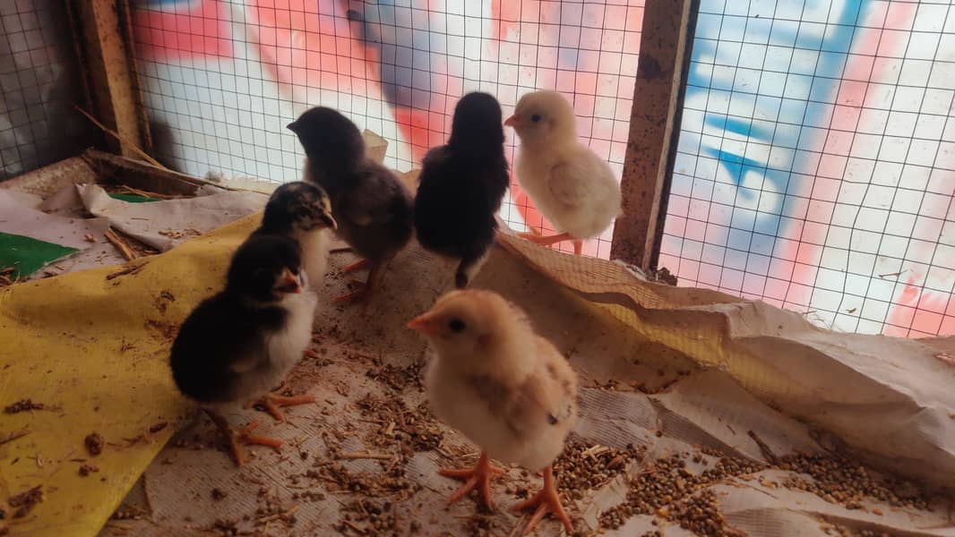 Aseel chicks 10 Days old 3