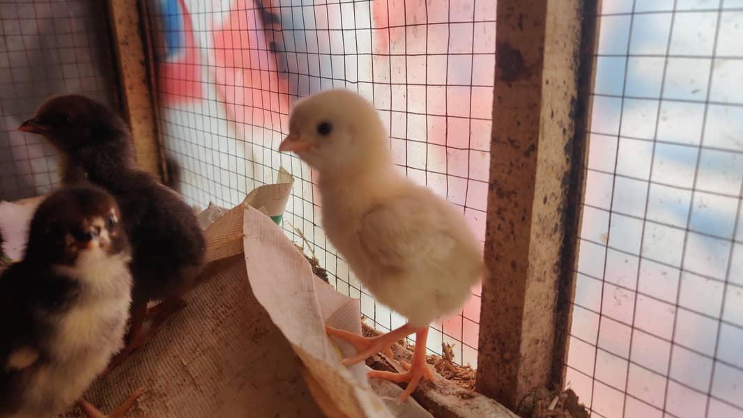 Aseel chicks 10 Days old 4