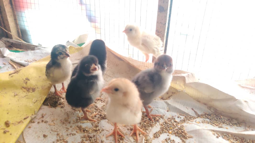 Aseel chicks 10 Days old 6