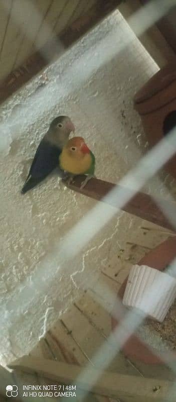 2 pair love bird with pinjra 0