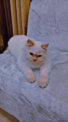 Beautiful Persian cat,triple coat