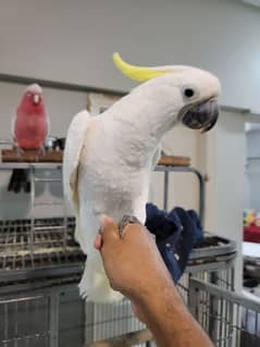 titron cockatoo for sale fully talkative and playfully