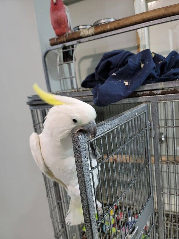 titron cockatoo for sale fully talkative and playfully 2