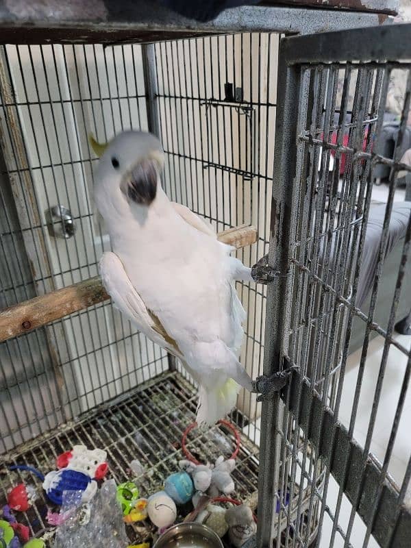 titron cockatoo for sale fully talkative and playfully 4