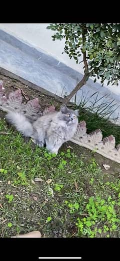 Persian cat for sale