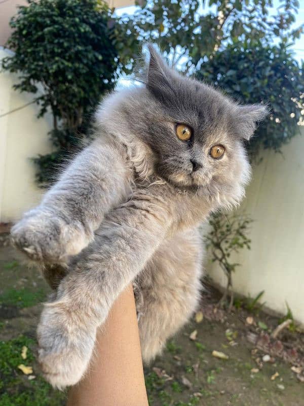 Persian cat for sale 1