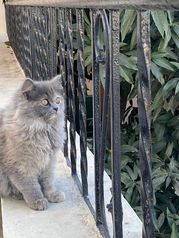 Persian cat for sale 2