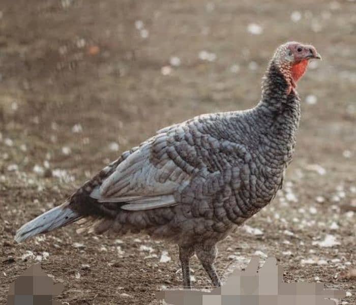 lavender blue slate Turkey bird /peru  chicks A+quality 1