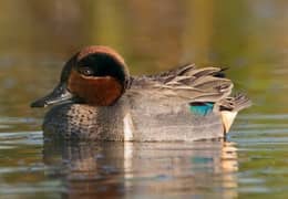 World Smallest Duck