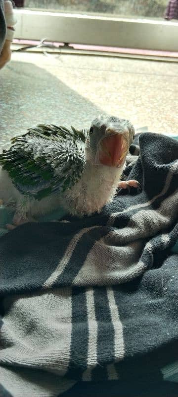 raw parrot baby 1 month age healthy and active 1