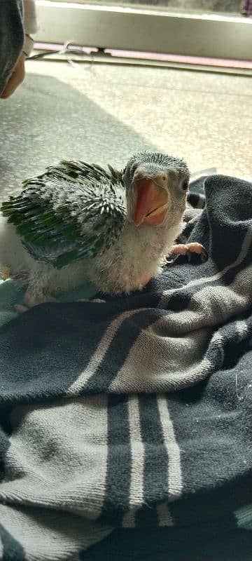 raw parrot baby 1 month age healthy and active 3