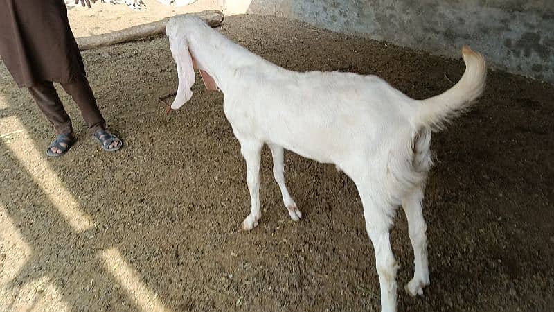 2 dant Rajanpuri Bakra 0