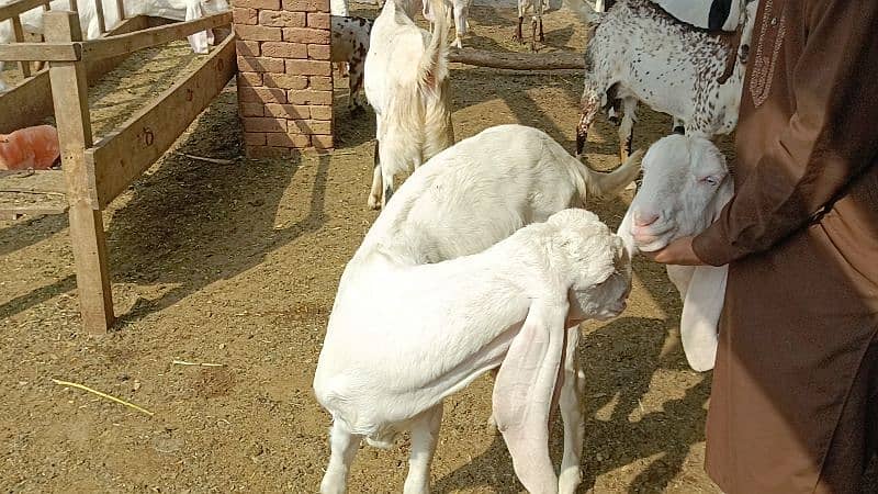 2 dant Rajanpuri Bakra 3