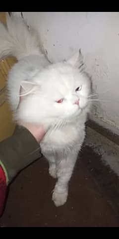 persian male cat for sale or huawie honor mobile for sale