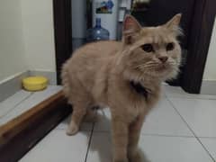 I want to sale my male Cat