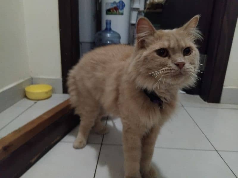 I want to sale my male Cat 0