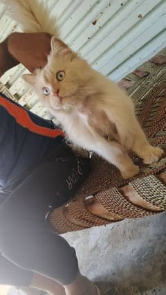 Persian Cat available for sale