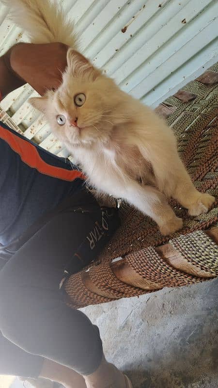 Persian Cat available for sale 0