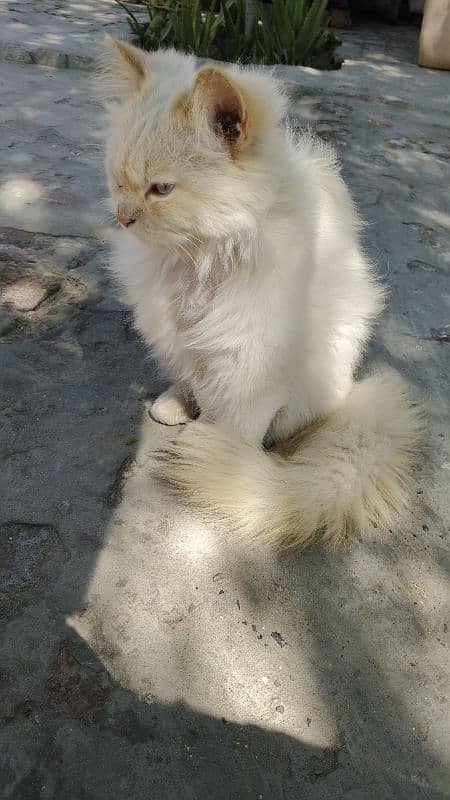 Persian Cat available for sale 1