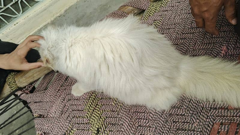 Persian Cat available for sale 2