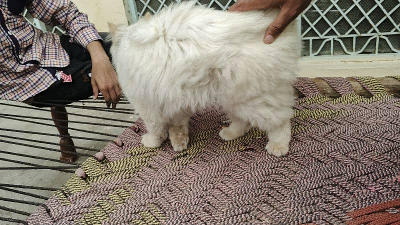 Persian Cat available for sale 3