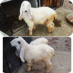 kajla | sheep | chatra | bakra | goat | pure kajla