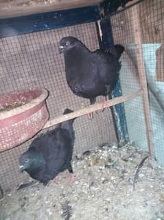 Black King Pigeon