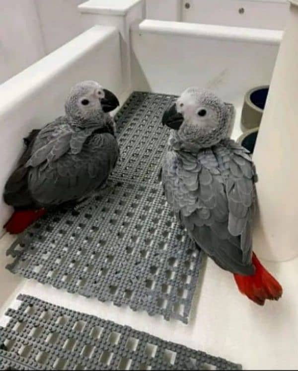 african grey parrot chicks for sale watsaap number 0335-1141-179 2