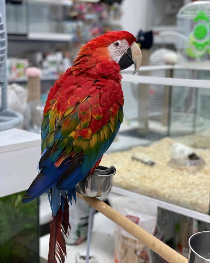 red & gold macaw parrot 03359075409 0