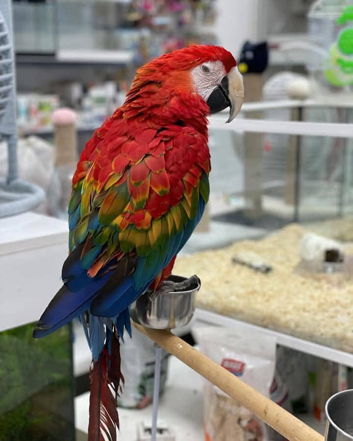 red & gold macaw parrot 03359075409 1