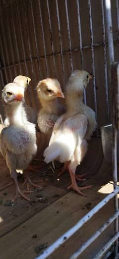 Paper white Heera Chicks