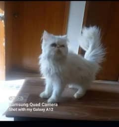 White kitten | Tripple coated | white piki Face perisan cat For SALE